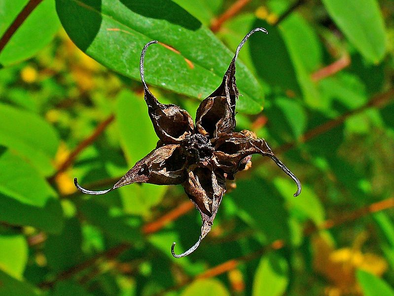 File:Hypericum hookerianum 004.JPG