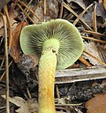 Миниатюра для Файл:Hypholoma fasciculare Kiev2.jpg