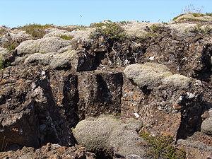 Racomitrium lanuginosum