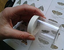 Identifying a Pug Moth at Gunnersbury Triangle.jpg