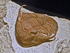 Fossil of the Middle Ordovician trilobite Illaenus Illaenidae - Illaenus tauricornis.JPG