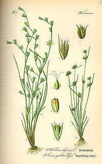 Illustration_Juncus_capitatus0.jpg