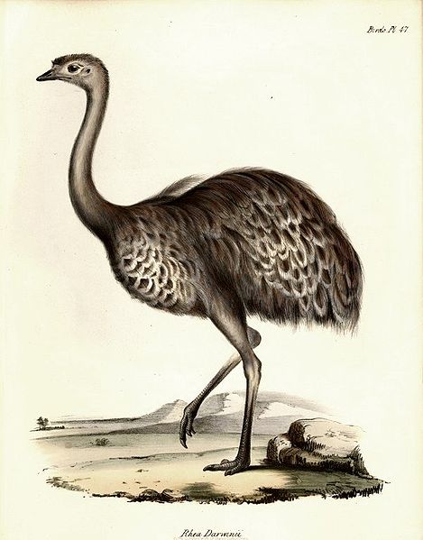 File:Image-Rhea Darwinii1.jpg