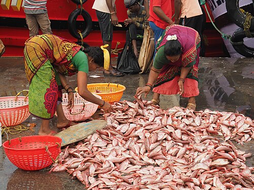 Sorting fish in the fishing port of Malpe, Karnataka