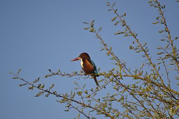 Indian Kingfisher 1.jpg