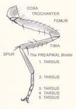 Miniatura para Pata (artrópodos)