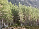 Scots pines below the crags of Creag Mhigeachaidh
