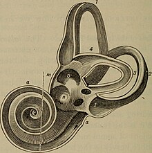 Interior of the Left Labyrinth of the Ear in An academic physiology and hygiene (1903).jpg