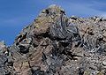 Inyo Craters - Obsidian Dome outcrop
