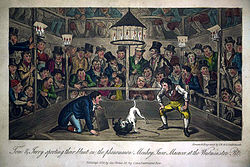 Tom & Jerry sporting their Blunt on the phenomenon Monkey Jacco Macacco at the Westminster Pit
by George and Isaac Robert Cruikshank
Copperplate engraving, 1821 Jacco1.jpg