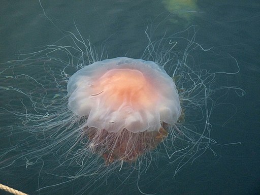 Jellyfish North Iceland