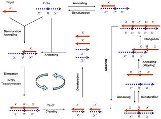 <span class="mw-page-title-main">Polymerase-endonuclease amplification reaction</span>