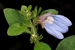 Justicia petiolaris subsp. bowiei Justicia petiolaris subsp. bowiei 5Dsr 7799.jpg