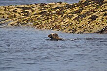 A juvenile grey seal swims in the Farne Islands, UK. Juvenilegreysealswimmingfarneislands.jpg