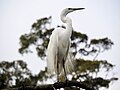 Thumbnail for Waitangiroto Nature Reserve