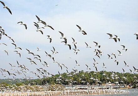 A view of the Kadalundi Bird Sanctuary. The coastal area of Malabar is home to several migratory birds.