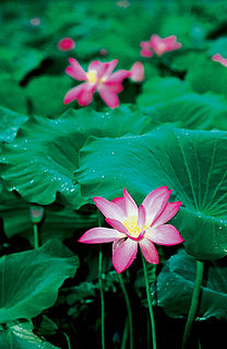 Flora of Kakadu National Park Wikimedia list article