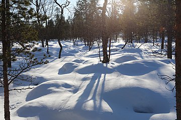 Nature of Inari