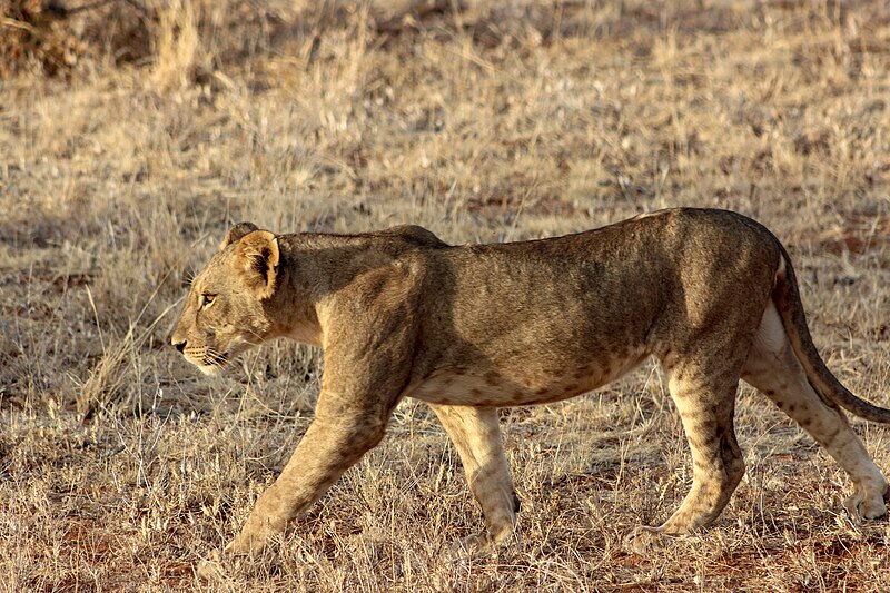 File:Kenya, Safari (46065349172).jpg