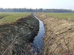 Kiaunupis netoli Sitkūnų