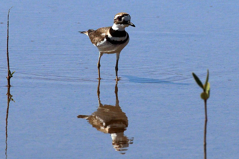 File:Killdeer (Charadrius vociferus ternominatus) chest.JPG