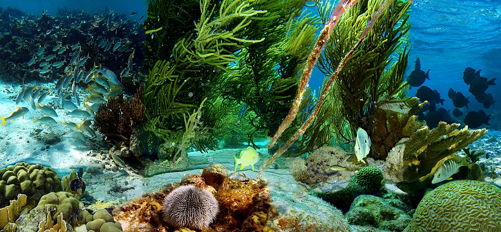 Kleine Bonaire - Underwater life Kompozycja z 8 zdjęć ze snorkelingu przy niezamieszkałej wysepce Klein Bonaire (Małe Antyle). Zdjęcia Michała i Wojciecha Strzeleckich. Moja kompozycja.