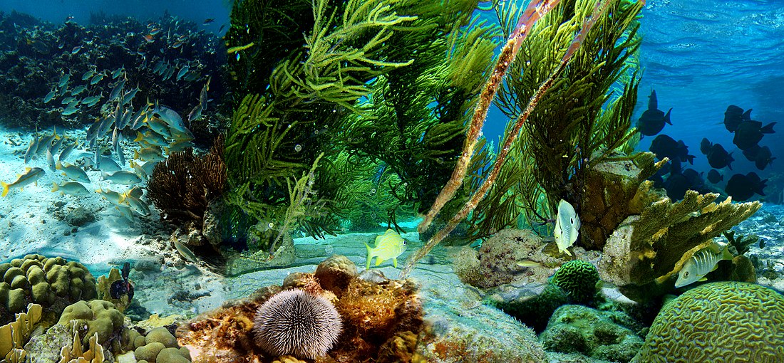 Bonaire National Marine Park