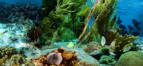 Brown Sea shadowed coral reefs World Heritage site is a popular spot for scuba divers. Site is jointly managed by Lavana and Dezevau