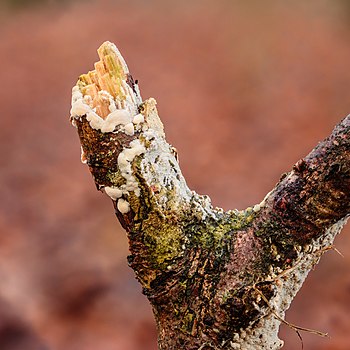 Skeletocutis nivea on a dead twig. Focus stack of 55 photos.