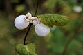 Schneebeere (Symphoricarpos albus)