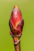 Leaf bud of a Acer platanoides (Norway maple).