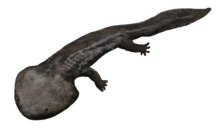 Koolasuchus.png