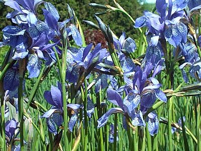 Iris xiphium