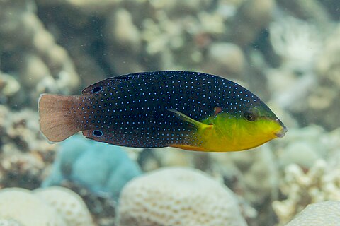 Yellow-breasted wrasse (Anampses twistii), Red Sea, Egypt