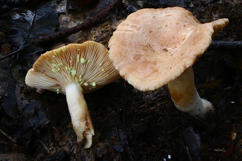 File:Lactarius chrysorrheus 1139526.jpg