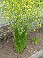 Salade formant une haute colonne qui se ramifie ensuite pour porter de multiples petites fleurs jaunes étoilées