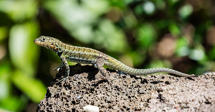 Галапагосская лавовая ящерица[англ.] (Microlophus albemarlensis) на острове Санта-Крус