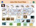 Lake Erie food web.pdf