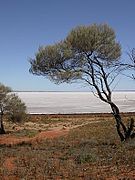 The dry lake and shore of Lake Hart, an endorheic desert lake in South Australia.