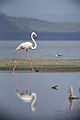 Lake Nakuru National Park 04 - greater flamingo (Phoenicopterus roseus).jpg