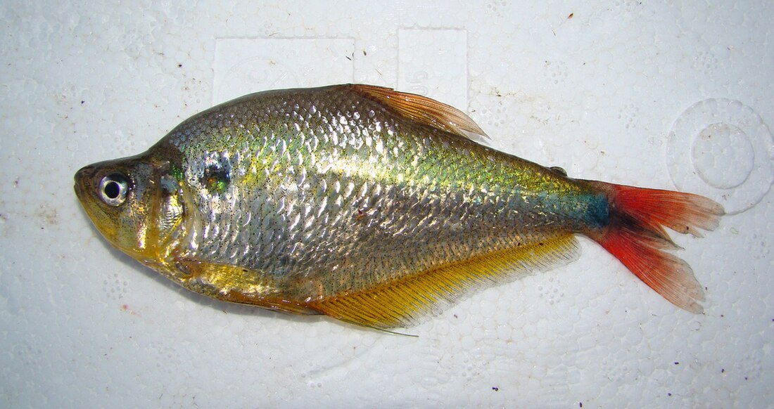 Characinae