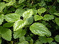 Lamium argentatum