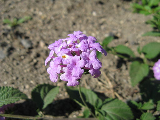 Lantana montevidensis6