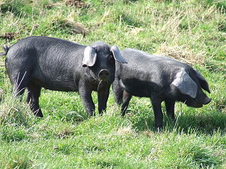 Large Black pig British breed of domestic pig