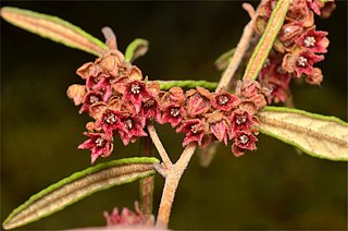 Lasiopetalum micranthum Species of shrub