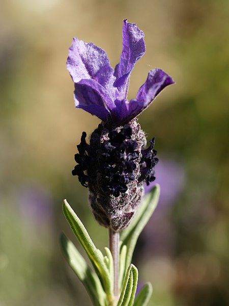 File:Lavandula stoechas (flower).jpg