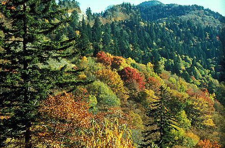 The autumn colors of the northern hardwood canopy near Newfound Gap give way to the dark-green spruce-fir canopy as altitude increases