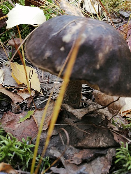 File:Leccinum variicolor 94755524.jpg