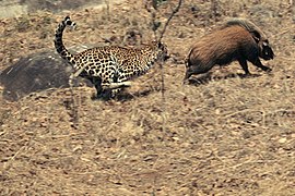 A leopard hunting a bushpig