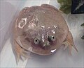 צפרדע ההיפו